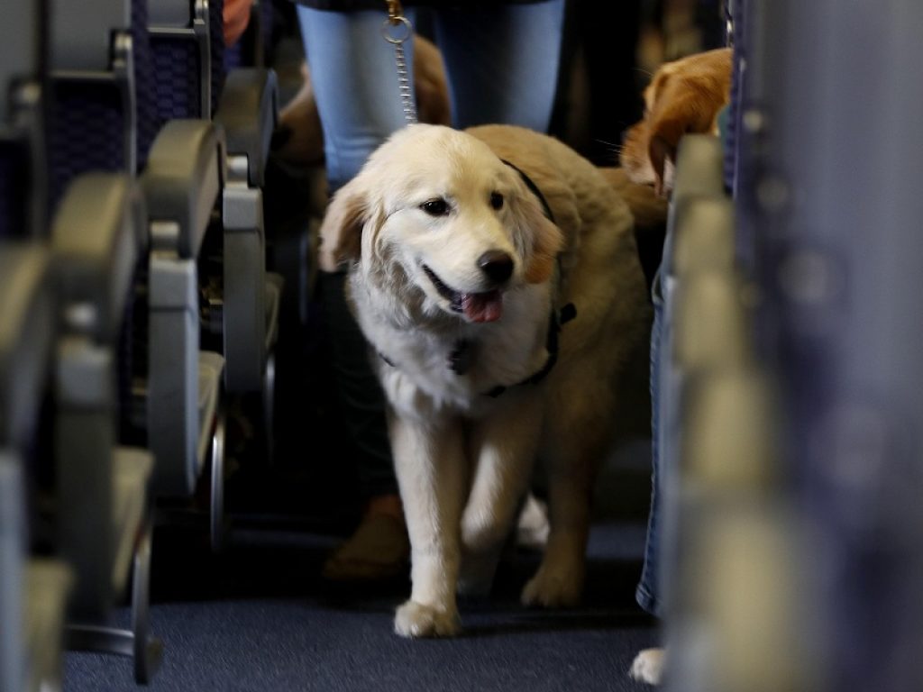 Cani sensibili al Covid-19 solo se addestrati. Le straordinarie capacità olfattive consentono di riconoscere il diverso odore delle persone infette