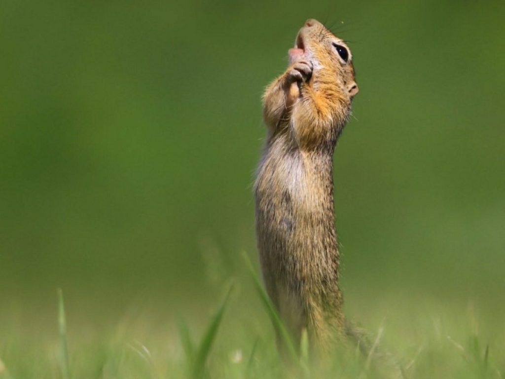 Annunciati i finalisti dei Comedy Wildlife Photography Awards: le foto del concorso che premia il lato divertente degli animali