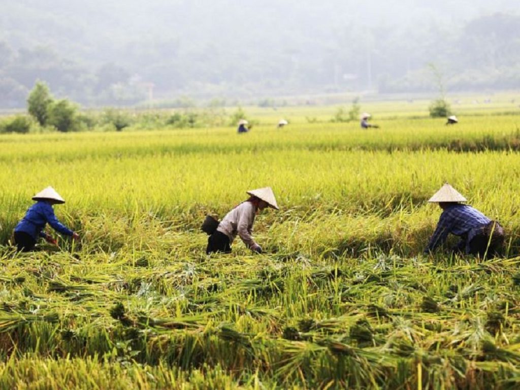 Vietnam: condannati a morte due contadini ribelli