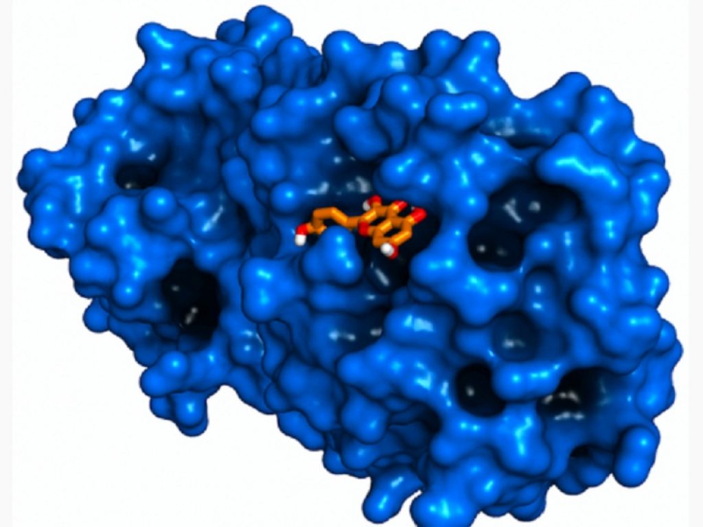 Quercetina: la molecola naturale inibisce il Covid-19