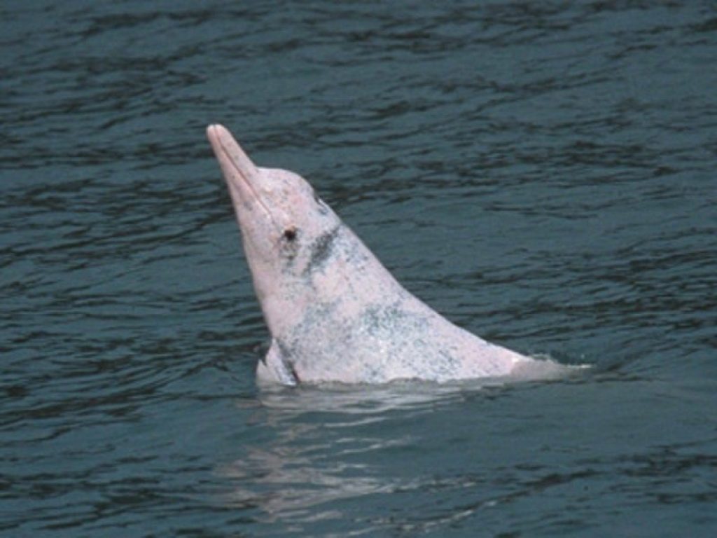 I rari delfini rosa tornano a popolare le acque di Hong Kong