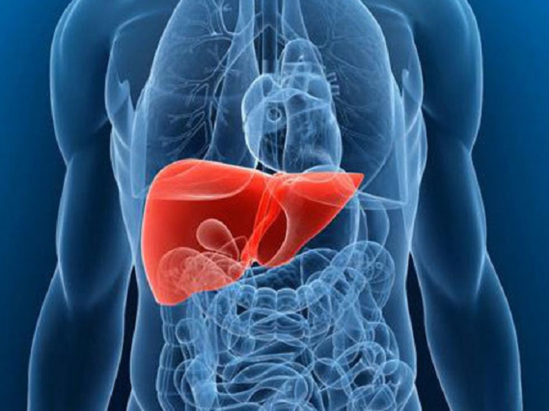 MSD ha annunciato che efinopegdutide ha ottenuto la designazione Fast Track della Fda per il trattamento della steatoepatite non alcolica