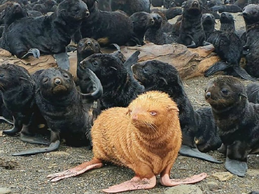 Il video della foca albina fa il giro del mondo