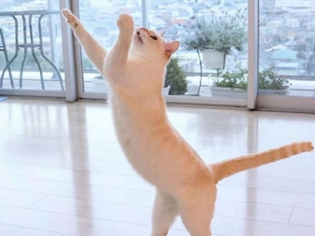 La danza di Chaco, il gatto ballerino, conquista Instagram: con la sua agilità felina si è conquistato un seguito di oltre 40mila followers