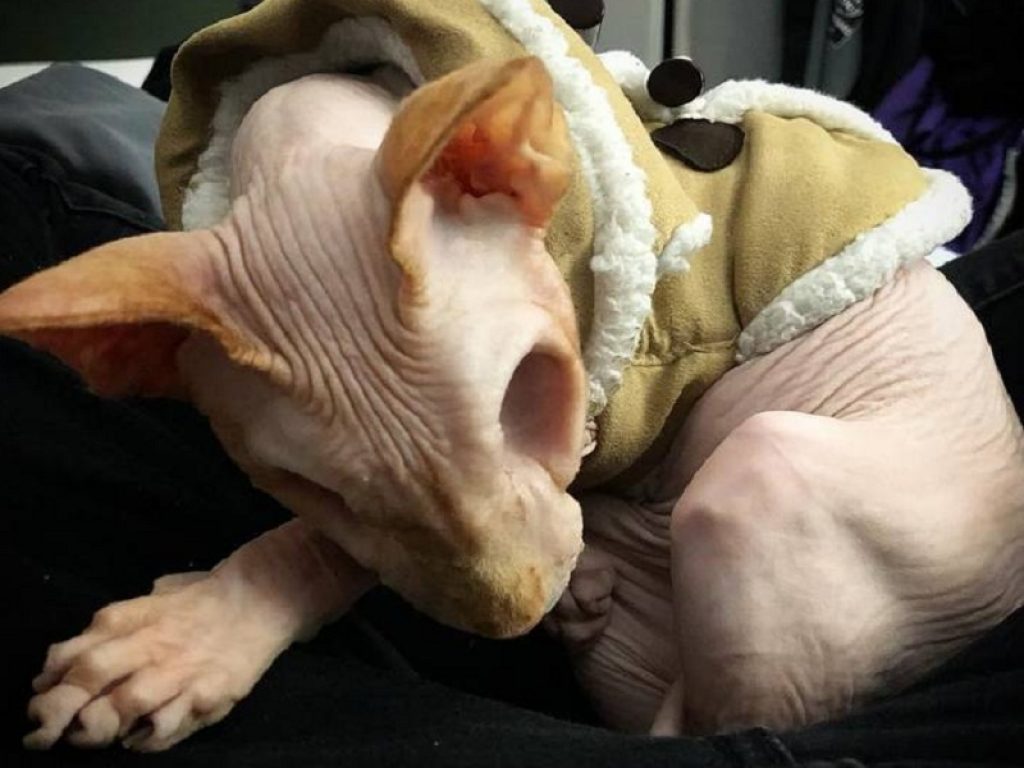Jasper, il gatto senza occhi e senza pelo, è una star sui social: l'esemplare di sphynx, come se non bastasse, ha avuto anche un ictus