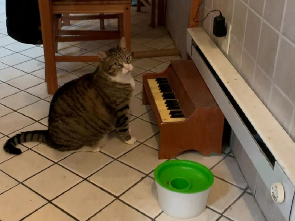 Winslow, il gatto “musicista” che suona il piano quando ha fame, è una star sui social grazie al suo...talento