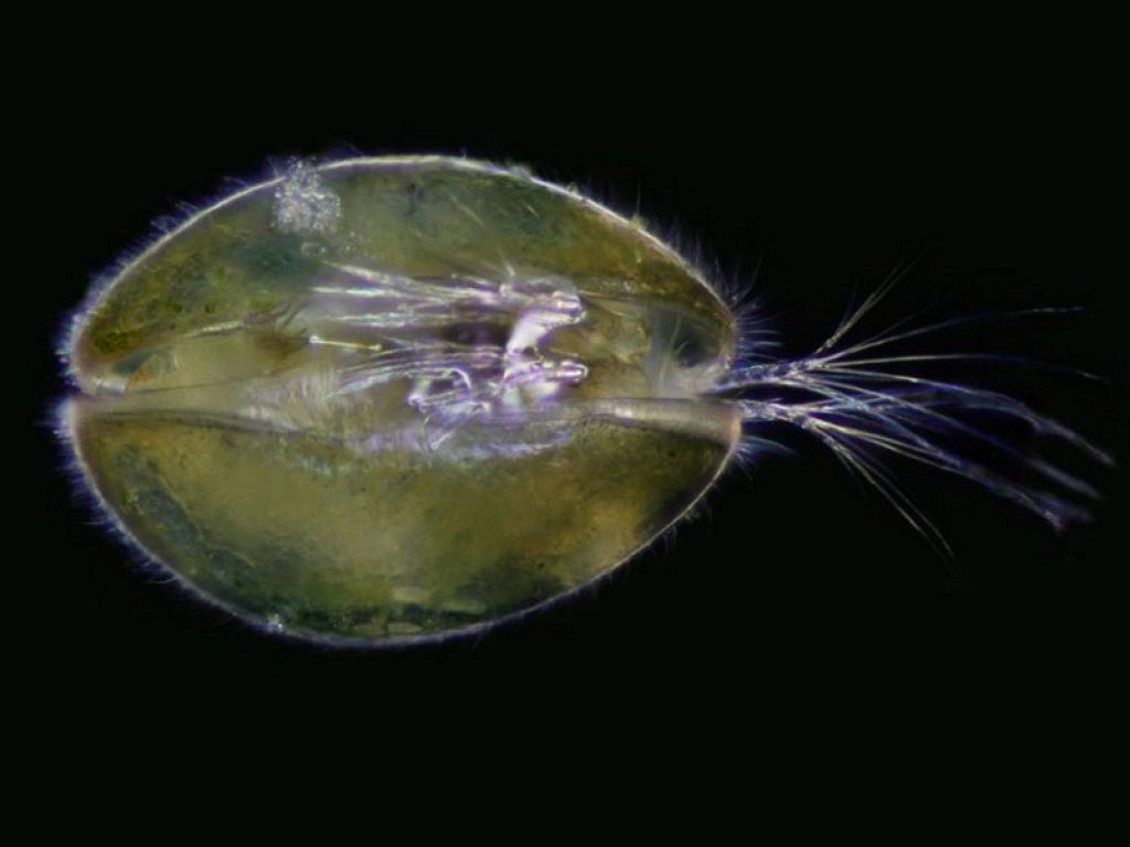 Tracce di sperma in antica gemma di ambra