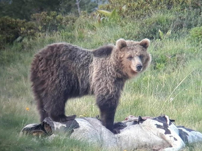 Dall'orso alla lince, i grandi carnivori stanno ricolonizzando gran parte della loro storica area di distribuzione in Europa
