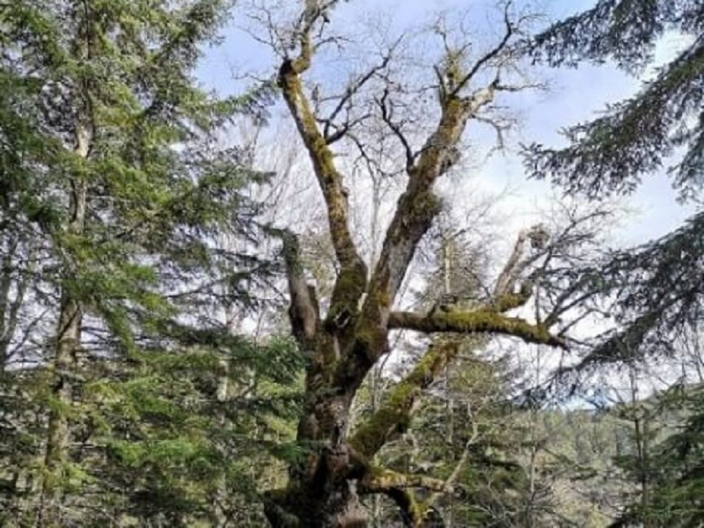 In Aspromonte c'è una quercia di 943 anni, è la più vecchia al mondo. Gli studiosi l'hanno ribattezzata Demetra