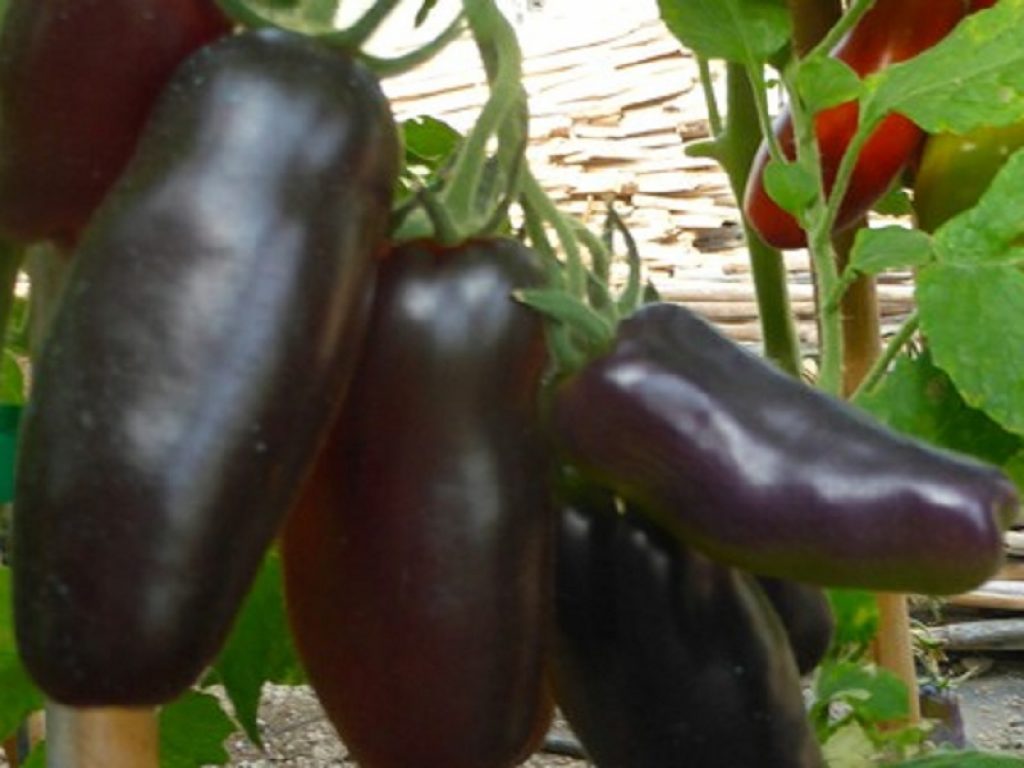 Per il pomodoro San Marzano nuovi colori, sapori e proprietà nutritive: il simbolo del territorio campano oggetto di una sperimentazione scientifica