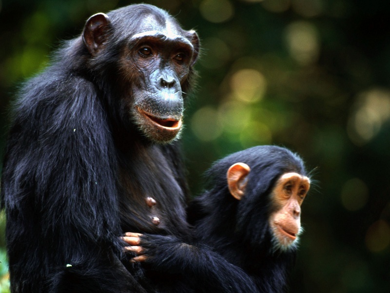 Spariti due terzi degli animali selvatici nel mondo