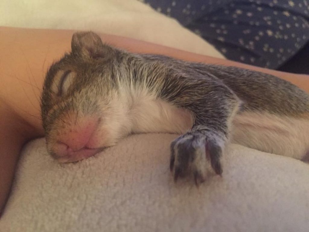 La storia di Thumbelina, lo scoiattolo domestico