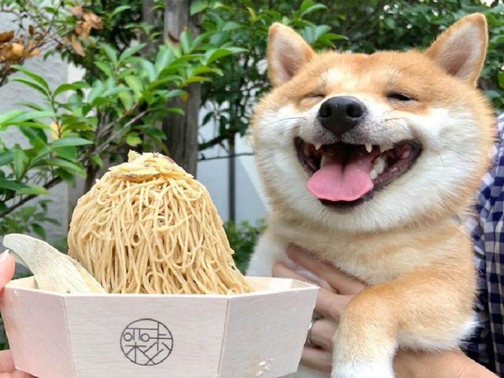 Uni, il cane più felice del mondo