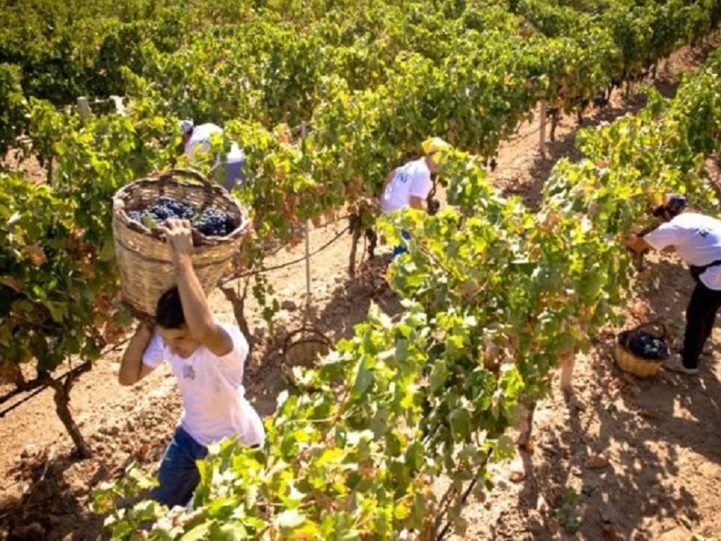 Vendemmia 2021-2022: pubblicato consueto vademecum vendemmiale dell'ICQRF al quale tutti gli operatori del settore vitivinicolo potranno fare riferimento