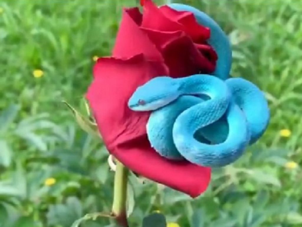 Vipera blu avvolta a una rosa: il video è virale
