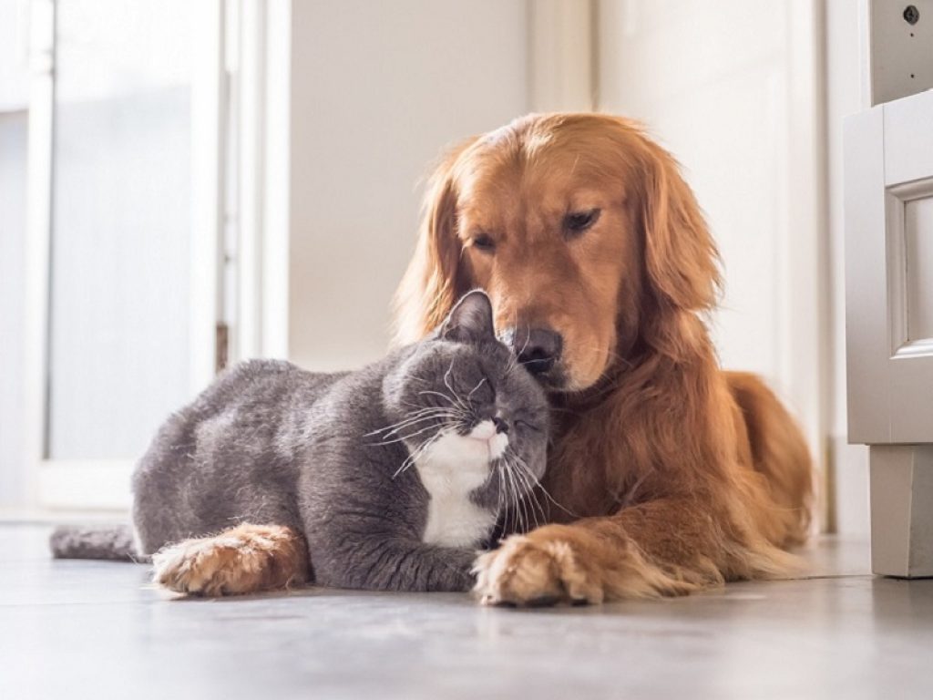 Animali da compagnia: quali sono e quanto ci costano i più diffusi nelle case italiane. Per i cani spesa media di 193 euro, per i gatti scende a 161