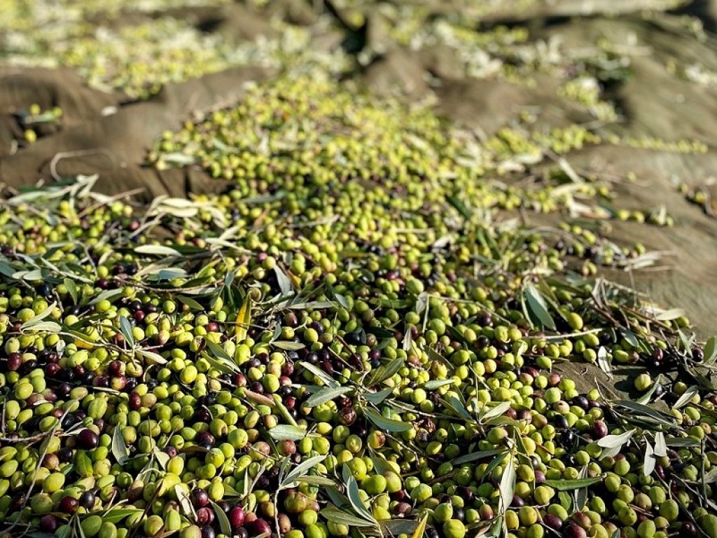 Ricercatori del Cnr hanno scoperto geni chiave per la sintesi dell'oleuropeina, metabolita dell'olivo utile per la salute umana