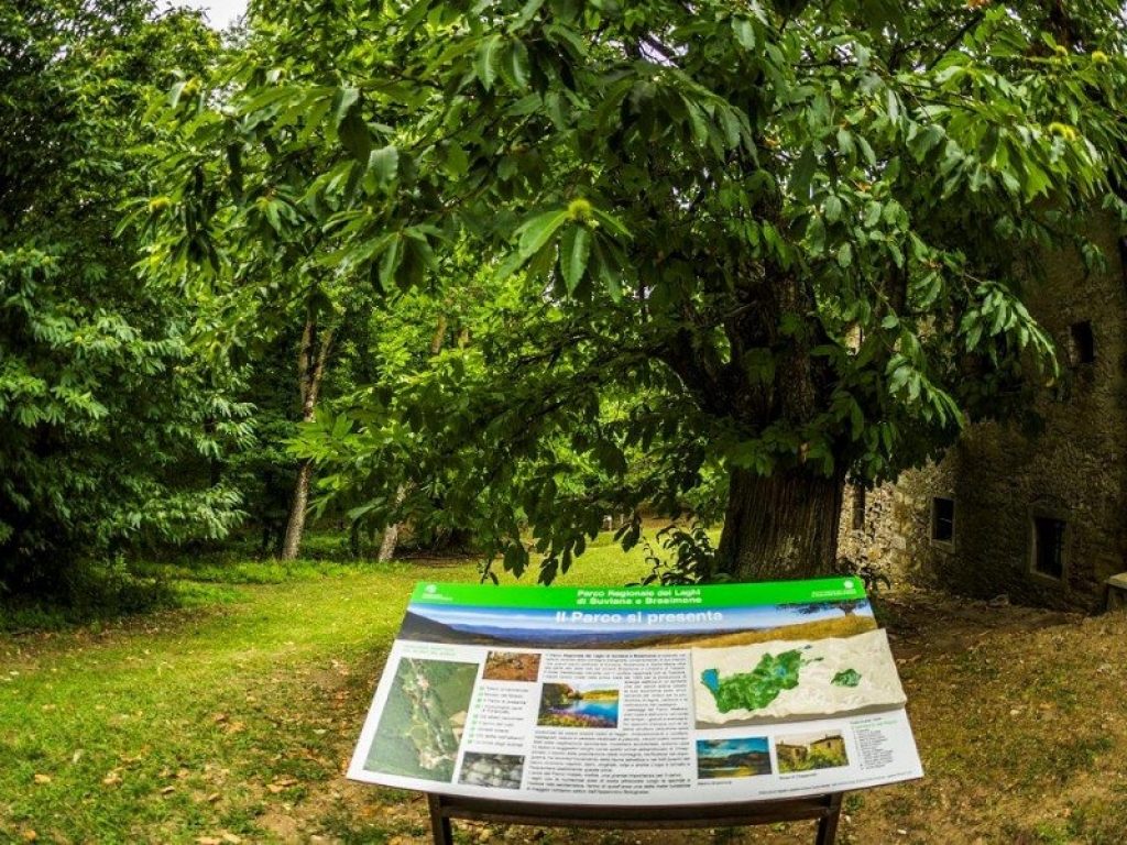 Un piano per salvare i castagni secolari del Poranceto