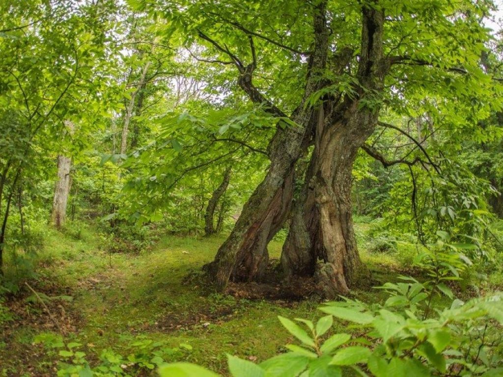 Treetalker: i castagni dell'Appennino parlano