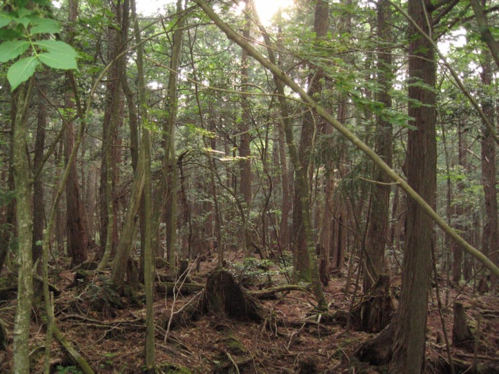 Jukai - La foresta dei suicidi: la storia vera