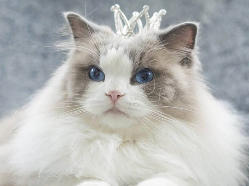 Aurora, la principessa felina più amata di Instagram