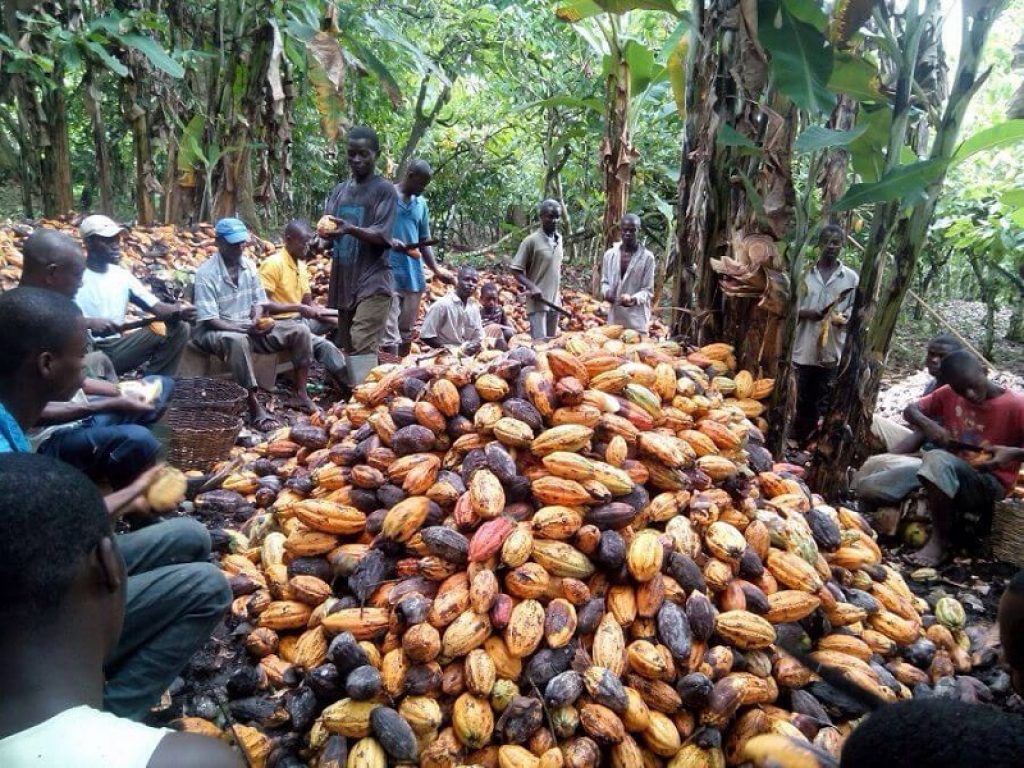 Cacao "amaro": in Africa cresce lo sfruttamento minorile