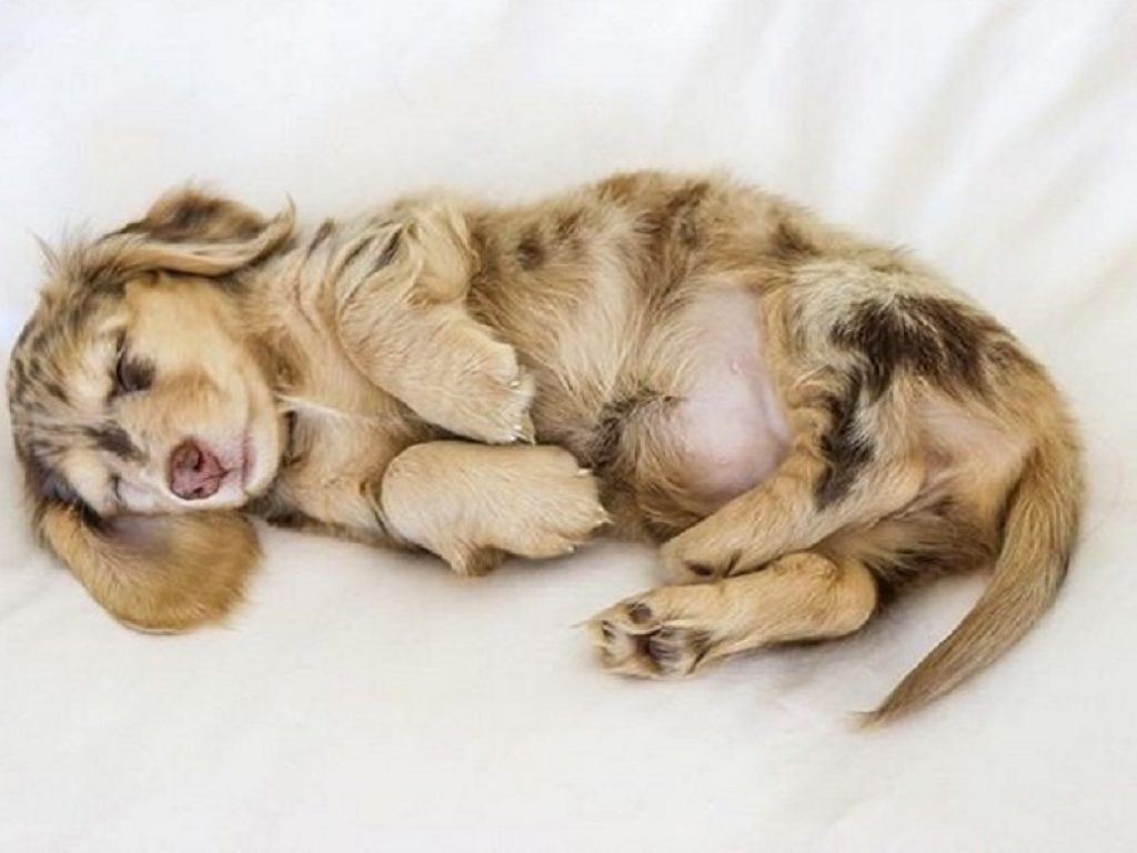 Honeydew, la cagnolina che ha fatto impazzire Instagram