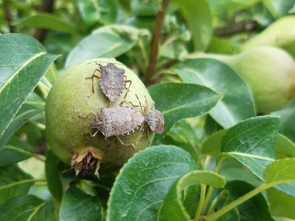 Colture distrutte dalla cimice asiatica, in Emilia-Romagna arrivano 57 milioni. Verso lo sblocco degli indennizzi per i danni del 2019