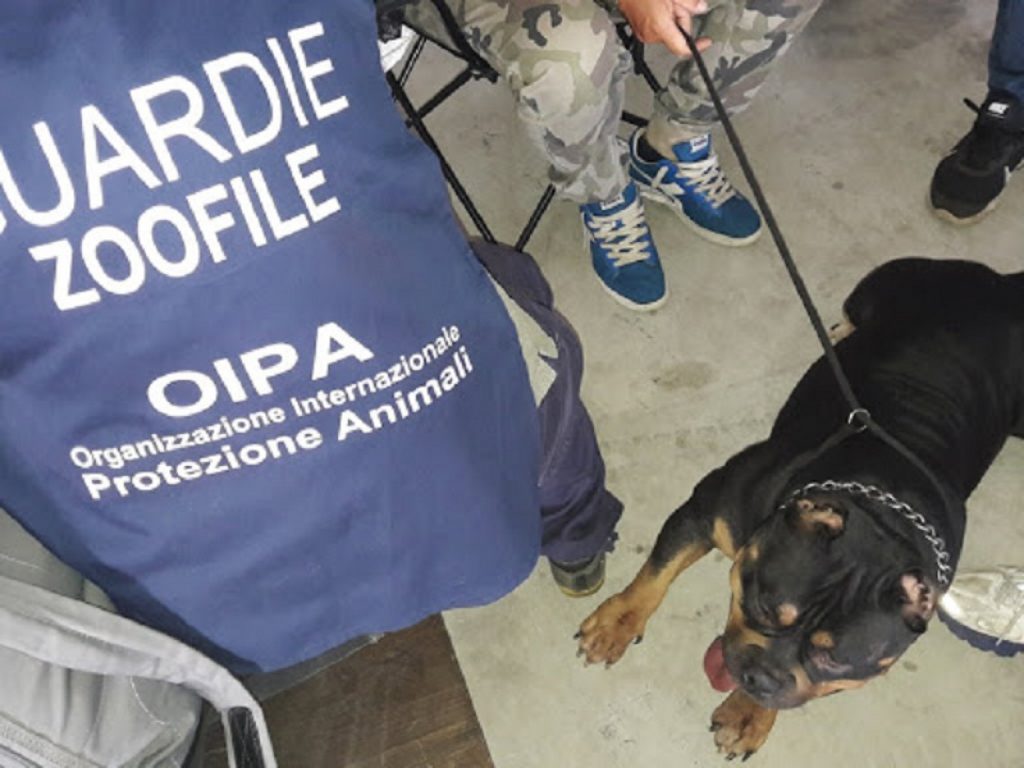 Taglia coda e orecchie al cane: condannato a 8 mesi