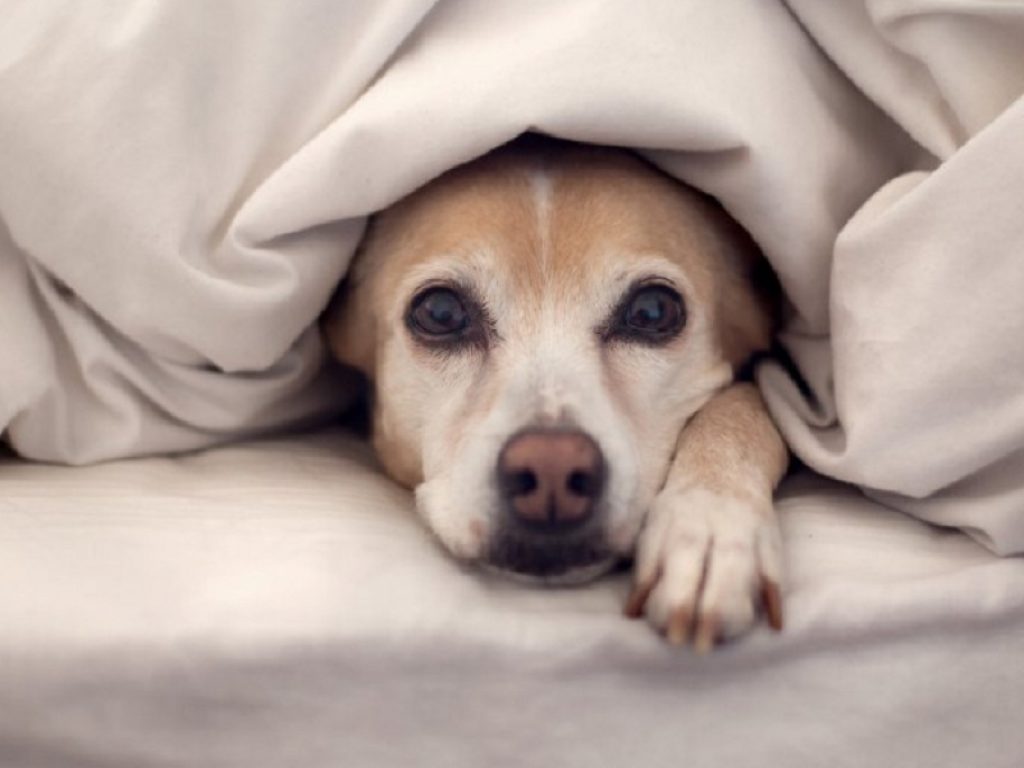 Cani e freddo: i consigli di MY LAV per la cura del pelo che ha un ruolo fondamentale per la salute del nostro amico a quattro zampe