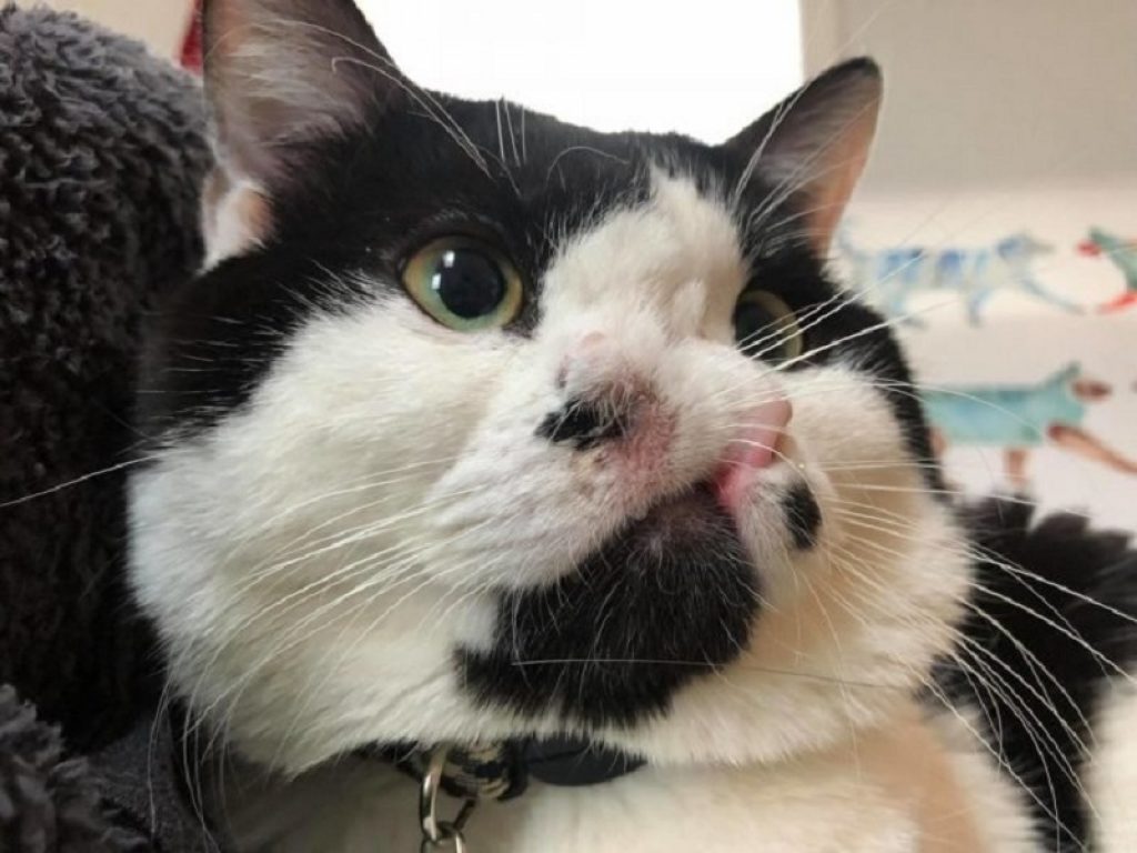 Il gatto con due nasi è una star sui social