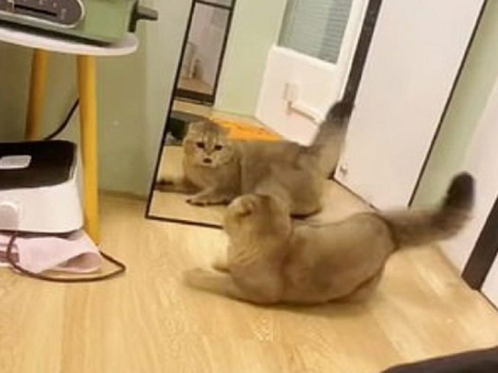 Il video esilarante del gatto che lotta contro il suo riflesso allo specchio: un cat fight senza vincitore che arriva dalla Cina