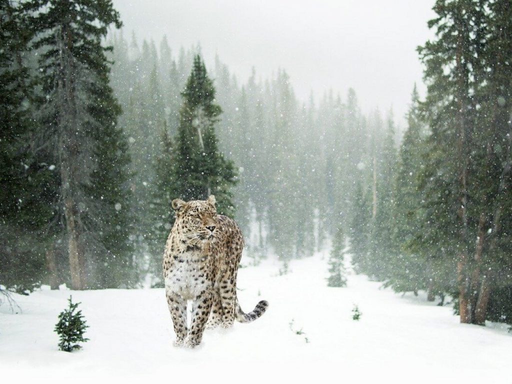 Il leopardo delle nevi senza più foreste per cacciare