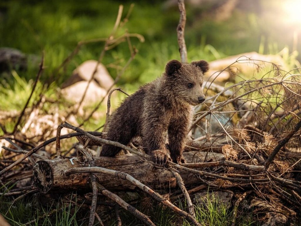 Orsi bruni a rischio estinzione: l’80% dal ’70 a oggi sono morti a causa dell’uomo. Il Wwf lancia l'allarme sulle politiche ambientali della Regione Lazio