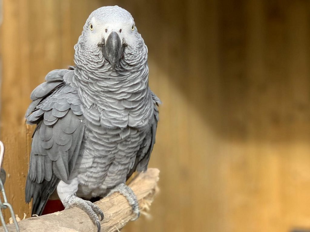 Pappagalli dicono parolacce: sospesi dallo zoo