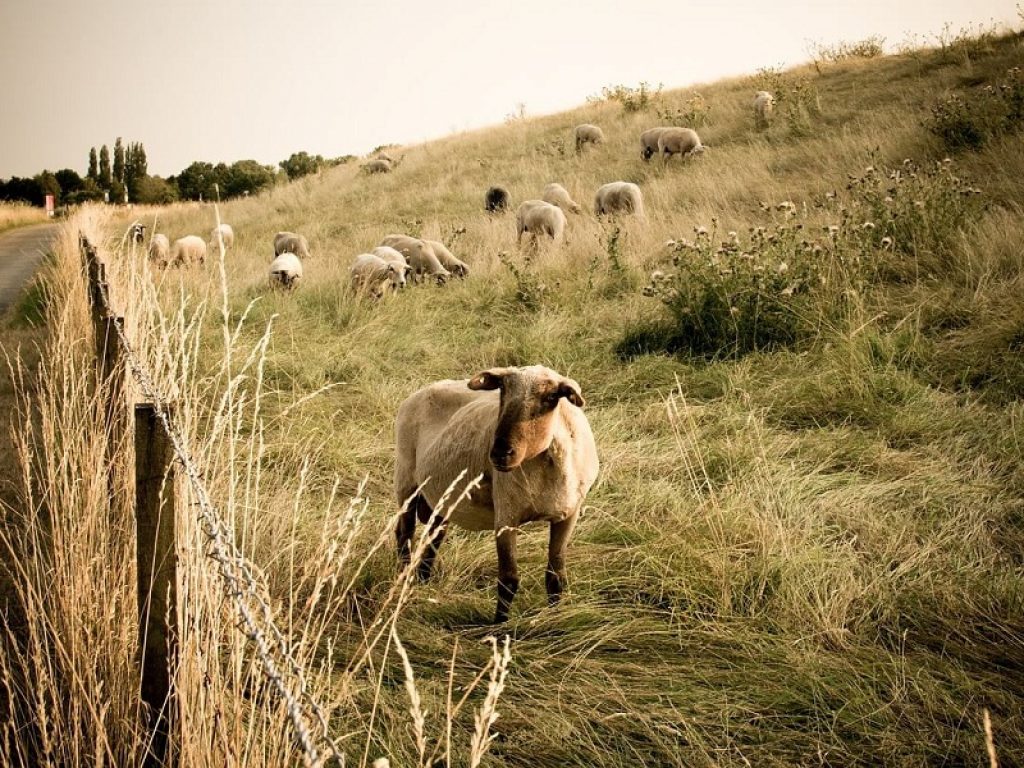 In Piemonte una scuola per diventare pastore