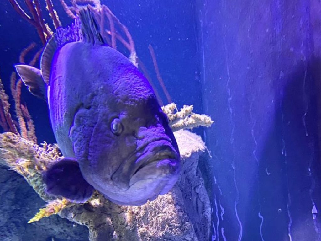 Mikko, il pesce ‘depresso’ che ha mangiato tutti i suoi amici