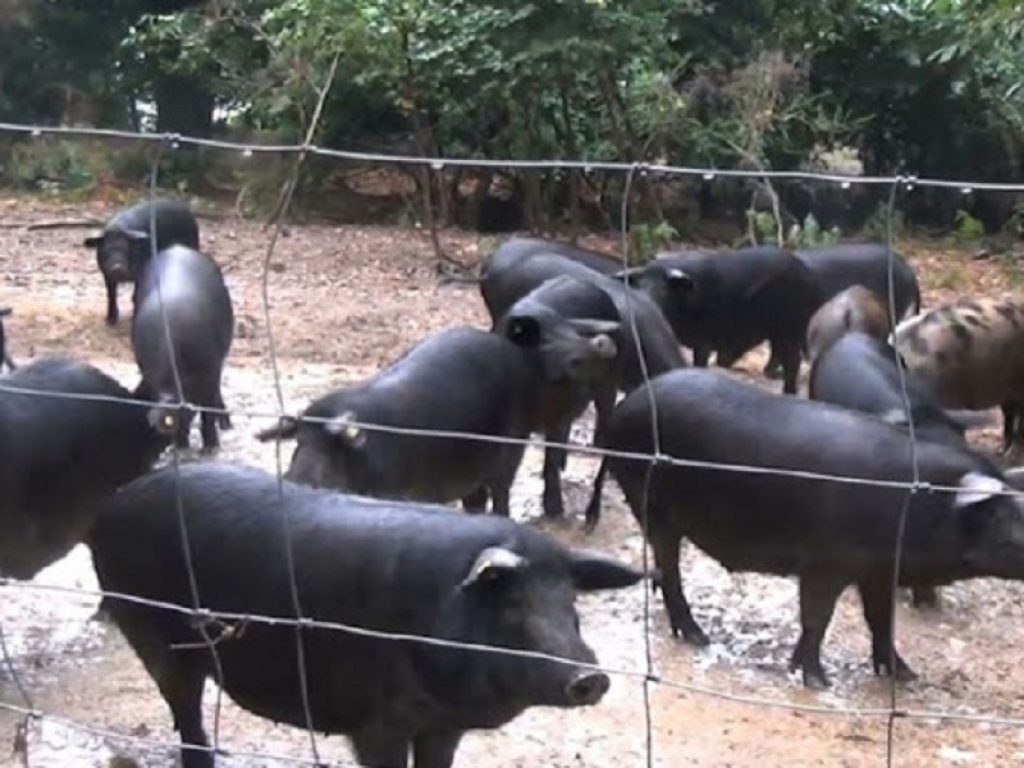 Parco dei Nebrodi a difesa del suino nero