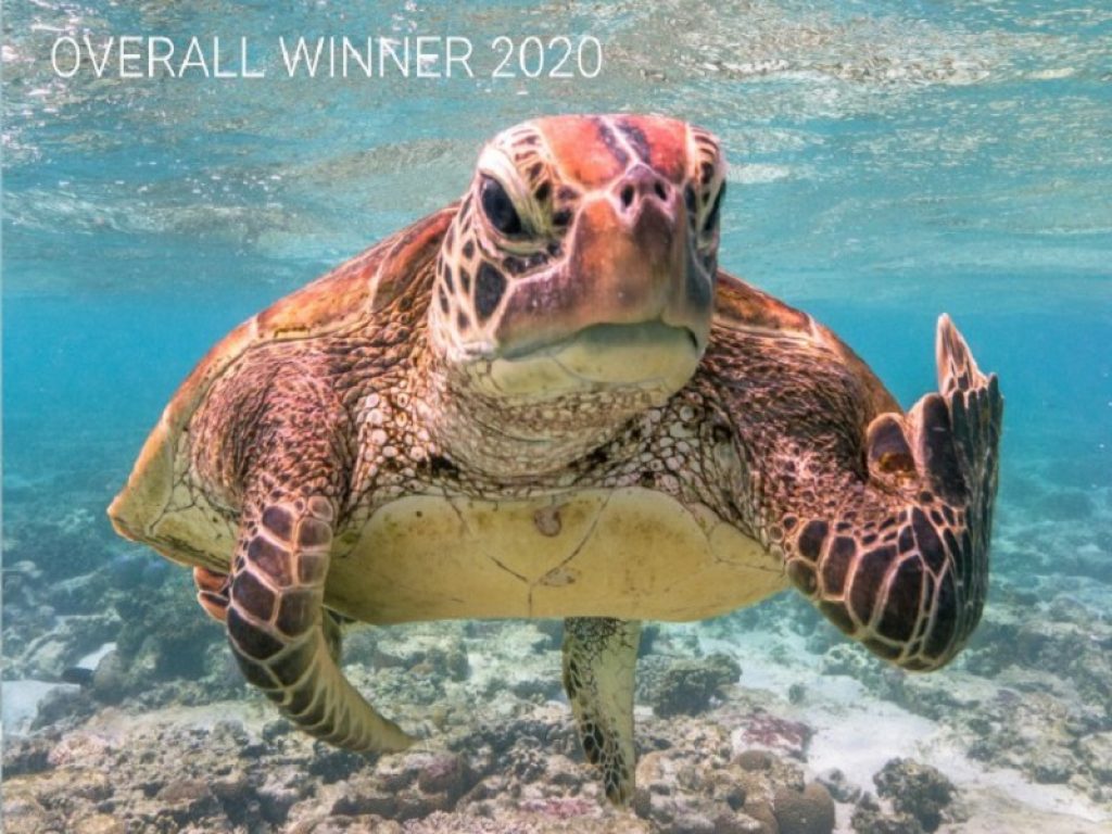 Comedy Wildlife Photography Awards: vince la tartaruga che fa il dito medio