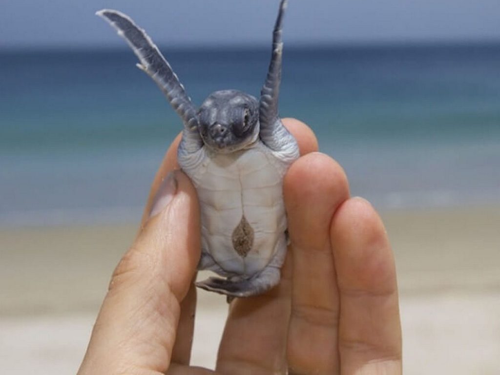 Il progetto Tartalife, finanziato dalla Commissione europea con lo scopo di tutelare le tartarughe marine, vince il Premio Life Award 2021