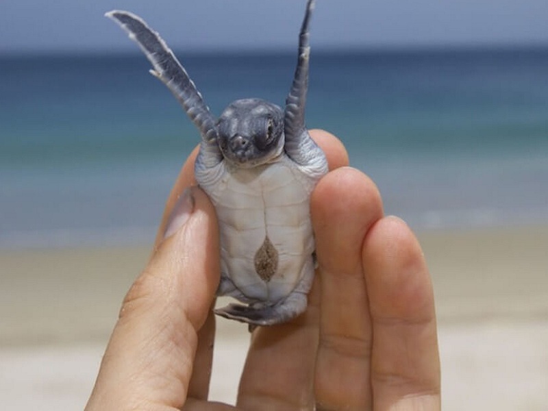 Il progetto Tartalife, finanziato dalla Commissione europea con lo scopo di tutelare le tartarughe marine, vince il Premio Life Award 2021