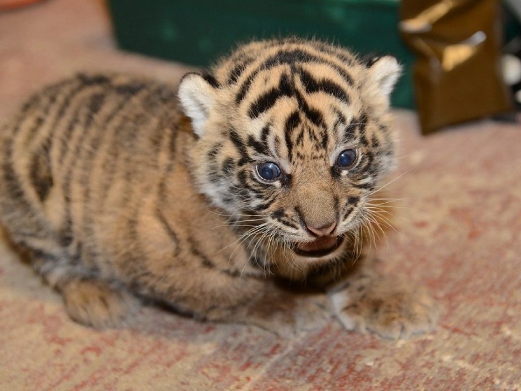 Francia, comprano un gatto Savannah online: gli arriva un cucciolo di tigre