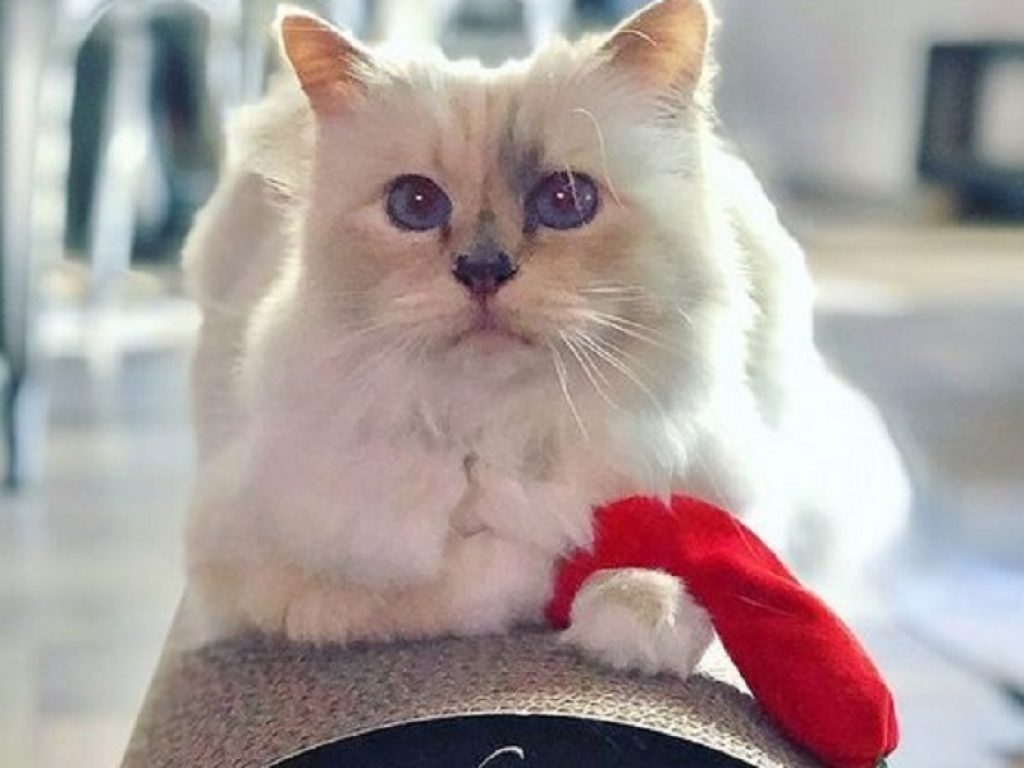 Choupette, la gatta "modella" di Karl Lagerfeld