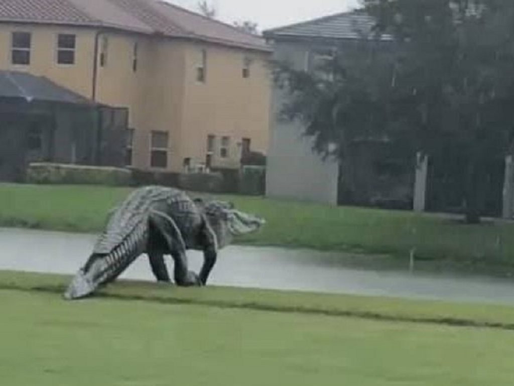 Florida, alligatore gigante passeggia sul campo da golf