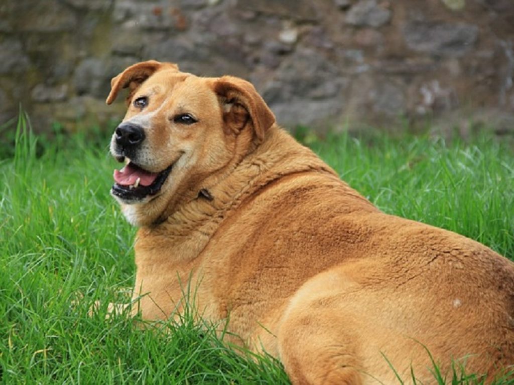 I cani inglesi sono ingrassati di 1,2 kg con il lockdown
