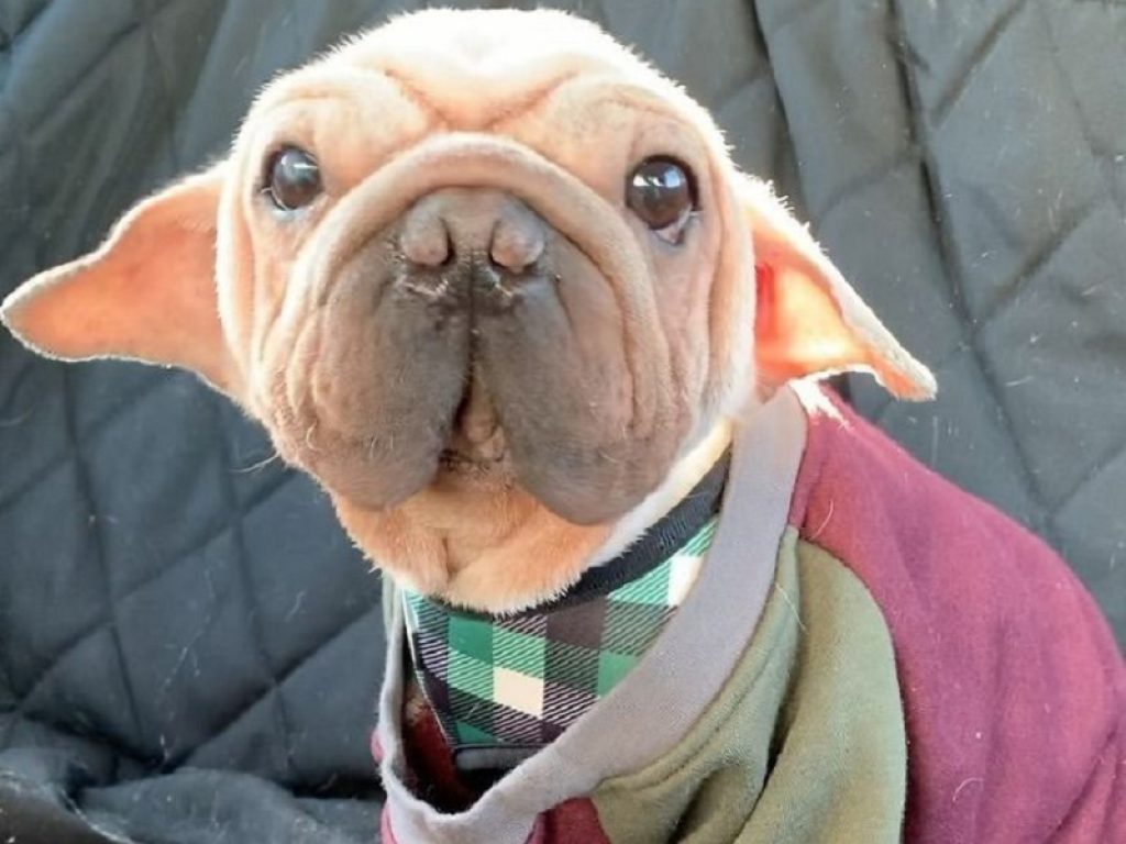 La storia del cane Mork commuove il web