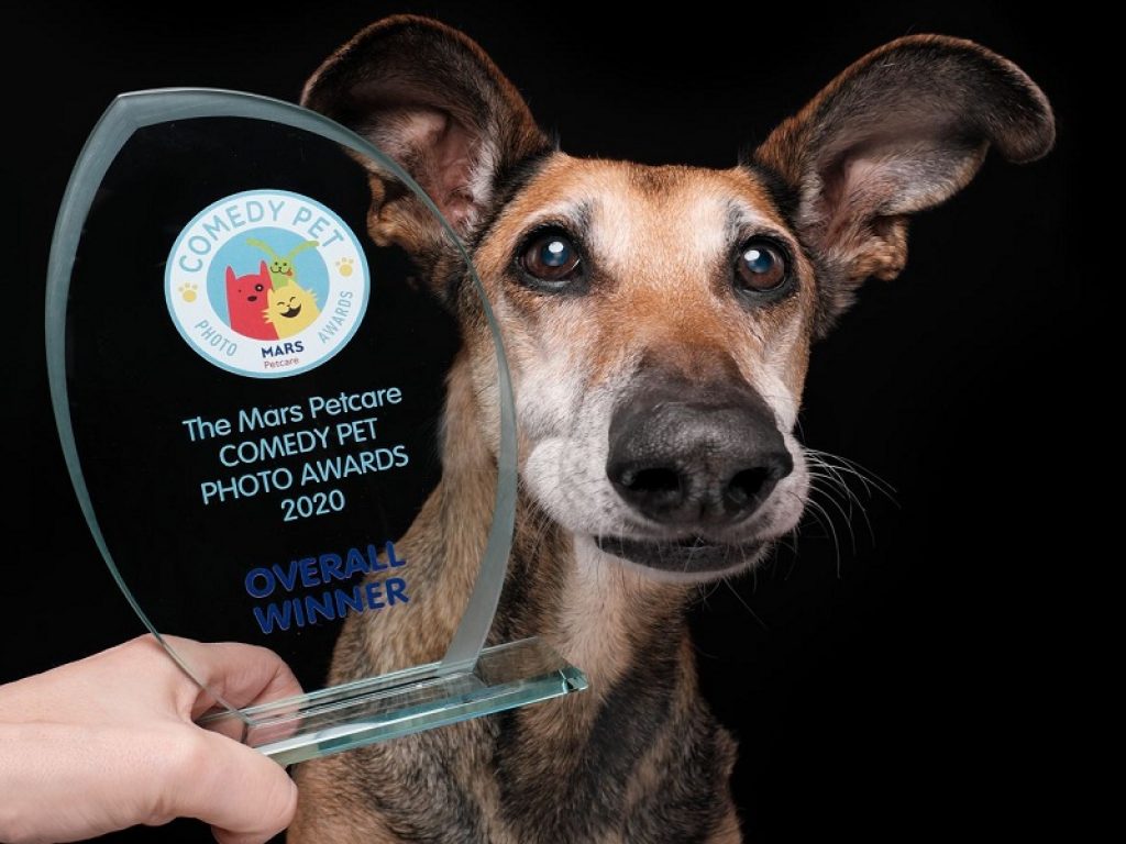 Comedy Pet Photo Awards: vince il cane che fa la linguaccia