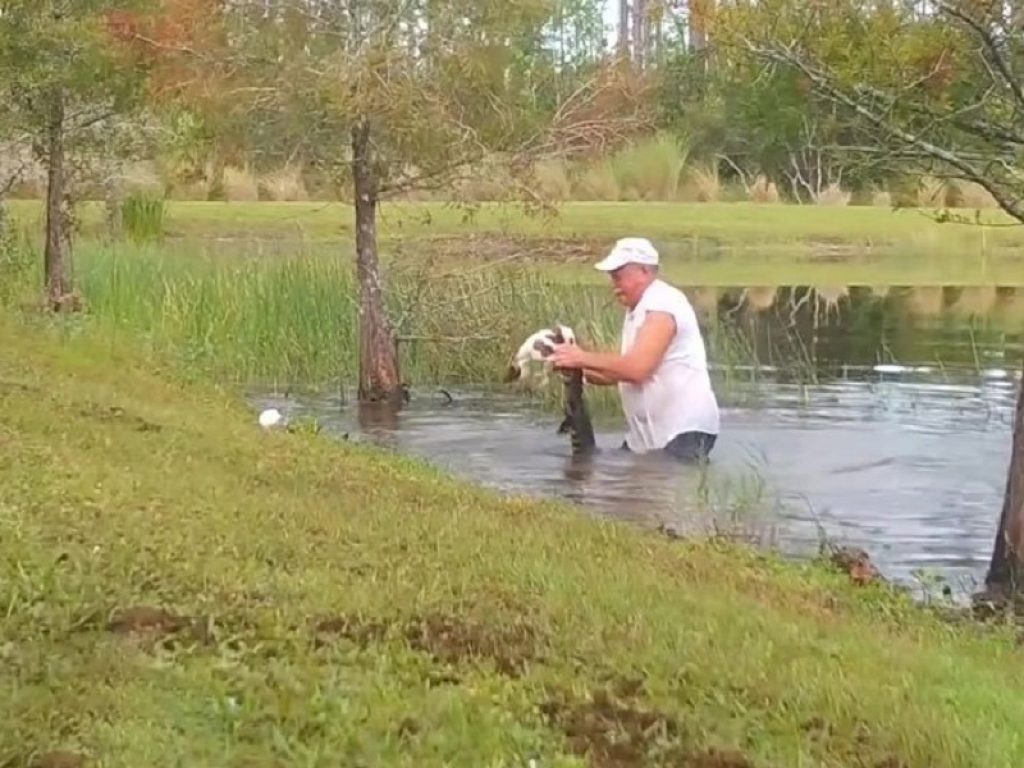 Florida: salva cucciolo da alligatore, il video è virale