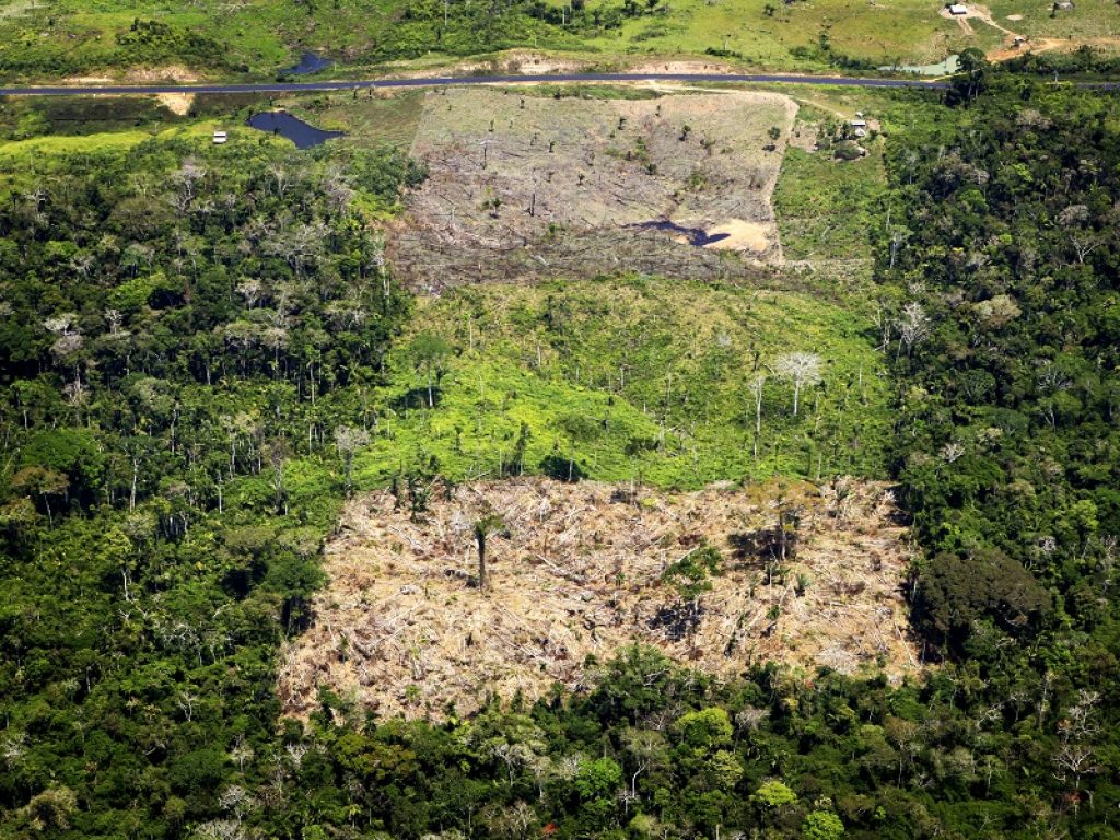 Quanto costa il caffè alla biodiversità? Lo spiega il  nuovo report del WWF dal titolo "Quanta foresta avete mangiato, usato o indossato oggi?”
