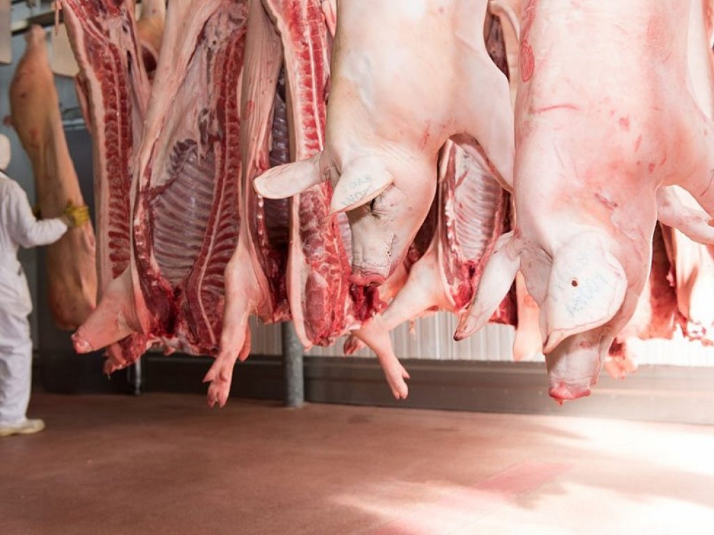 Export carne suina: emergenza in tutta Europa